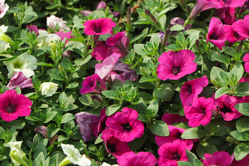 Basket of vibrant pink, purple and violet surfinia flowers or petunia in bloom hanging in summer. Background of group blooming petunia surfinia.