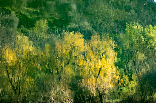 Abstract photo of trees reflected in water