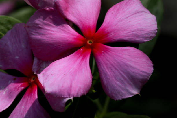 Catharanthus roseus flower closeup. Bright eyes. Cape periwinkle. Graveyard plant. Madagascar periwinkle. Old maid. Pink periwinkle. Rose periwinkle. Vinca rosea.