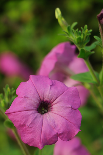 Closeup of pink petunia flower with selective focus and copy space