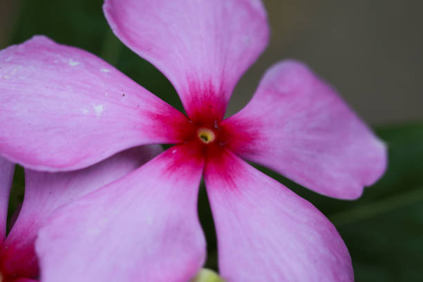 Catharanthus roseus flower closeup. Bright eyes. Cape periwinkle. Graveyard plant. Madagascar periwinkle. Old maid. Pink periwinkle. Rose periwinkle. Vinca rosea.