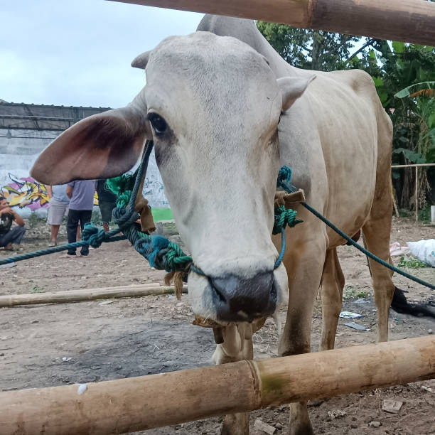 istock View of a cow for ied al adha 1503304794