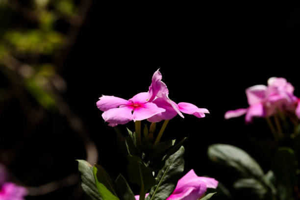 Flourishing prolifically, these pink Phlox paniculata flowers epitomize the essence of a sun-kissed summer garden. The sunlight caresses their vibrant petals, accentuating the serenity and lively charm of the scene.