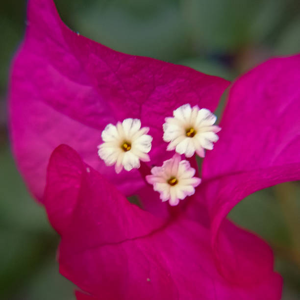 Macro view of bougainville flower