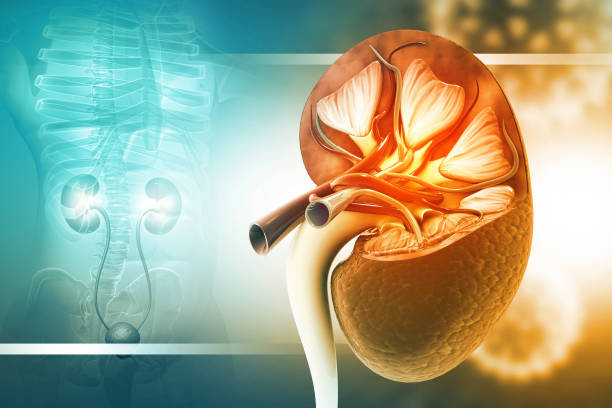 istock Human kidney cross section. 3d illustration 1503304969