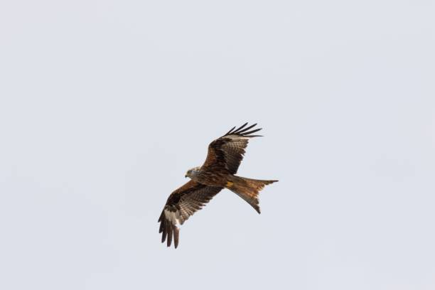 A Red kite (Milvus milvus) soaring through the azure blue sky with its wings extended wide, gliding effortlessly and gracefully