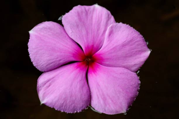 istock Catharanthus roseus flower closeup. Bright eyes. Cape periwinkle. Graveyard plant. Madagascar periwinkle. Old maid. Pink periwinkle. Rose periwinkle. Vinca rosea. 1503305613