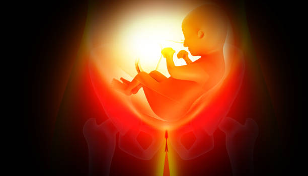 istock 3d rendered medically accurate illustration of a human fetus 1503306039