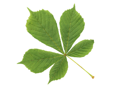 chestnut green leaf isolated on white background