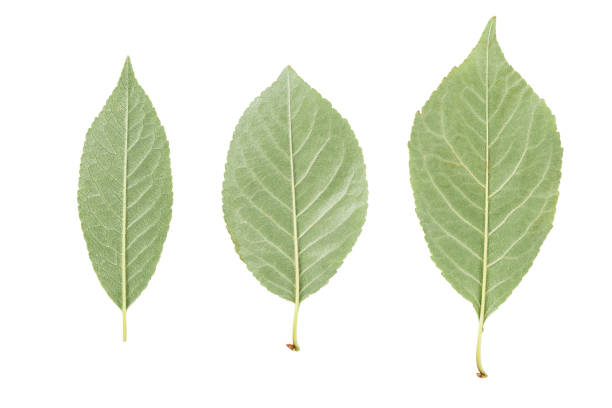 back side of three green leaves from fruit trees isolated on white background