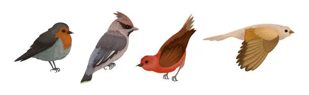 Vector illustration of Birds as Warm-blooded Vertebrates or Aves with Feathers and Toothless Beaked Jaws Vector Set