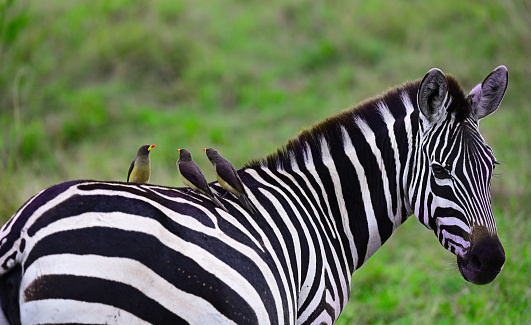 Zebra with Red-billed oxpecker birds on its back in a natural environment. Kenya, Africa