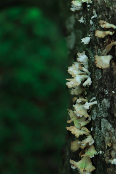 istock Mushroom in the forest with green background 1503311119