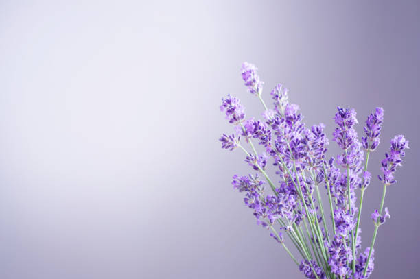 istock lavender flowers on background  purple wall 1503311210