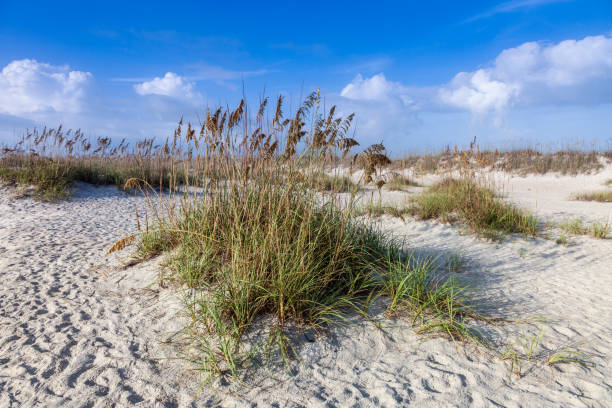 istock dunes with grass at fine sandy beach without people 1503311452