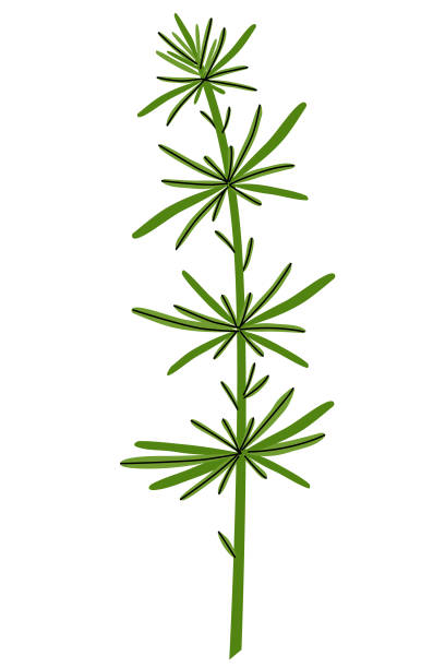 Hijiki or sargassum edible seaweed. Algae leafs isolated on white background. Sea plant vector illustration sargassum stock illustrations