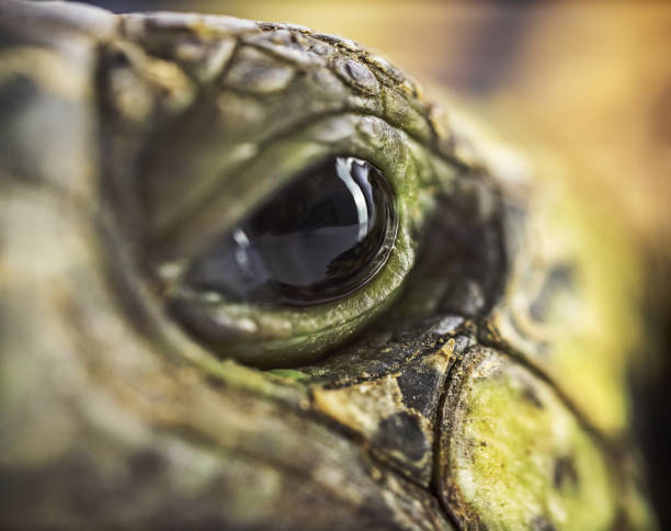 An isolated red-eared slider turtle upside down with human teeth looking anxious.