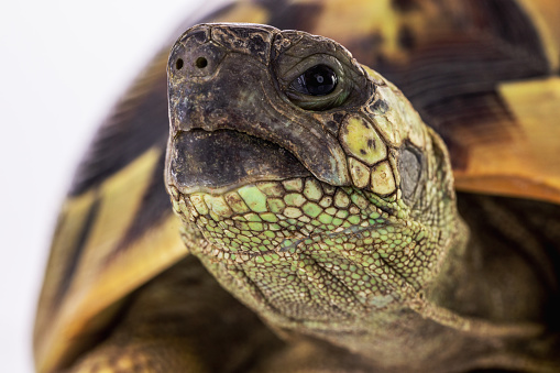 Turtle isolated on a white background