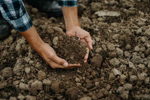 istock Oldman farmer holding soil in cupped hands 1503315466