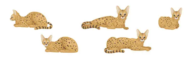 Vector illustration of Serval as African Wild Cat with Small Head and Large Ears in Different Pose Vector Set