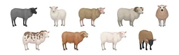 Vector illustration of Sheep as Ruminant Domestic Mammal Kept as Livestock Vector Set