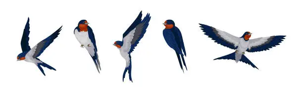 Vector illustration of Swallow or Martin as Passerine Bird with Long Pointed Wings Vector Set