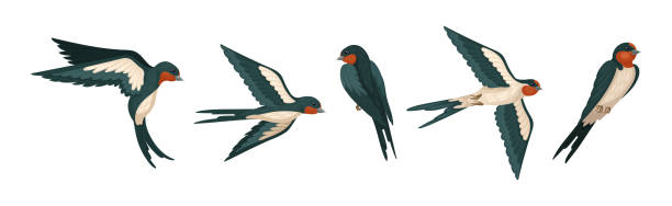 schwalbe oder martin als sperlingsvogel mit langen spitzen flügeln vektorsatz - harbinger stock-grafiken, -clipart, -cartoons und -symbole