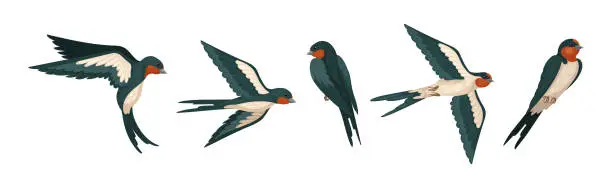 Vector illustration of Swallow or Martin as Passerine Bird with Long Pointed Wings Vector Set