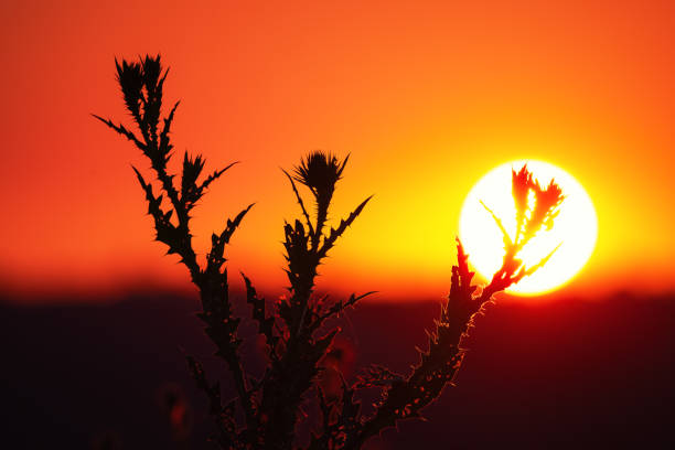 Plant donkey thistle on a sunset background