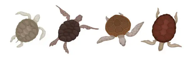 Vector illustration of Turtles with Bony Shell as Sea-dwelling Species Vector Set