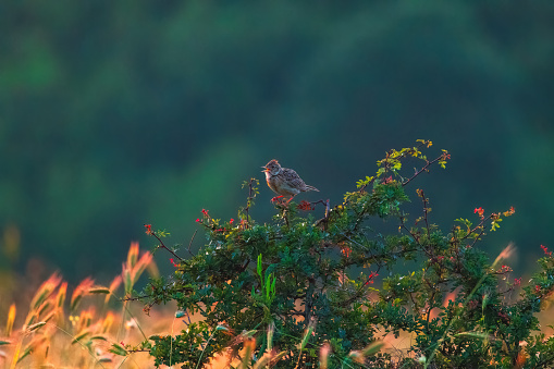 Skylark perched on a blooming tree branch chirping in a green forest