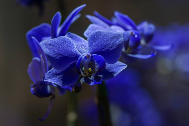 Phalaenopsis Wedding promenade ' Genetically-modified blue '   2302