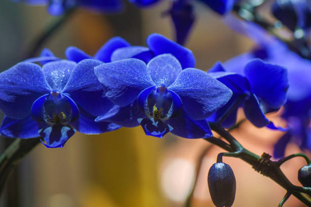 istock Phalaenopsis Wedding promenade ' Genetically-modified blue '   2302 1503316265
