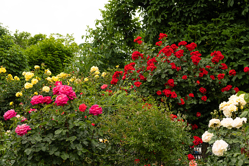 Red, white and pink roses in the rose garden. Beautiful greeting card..
