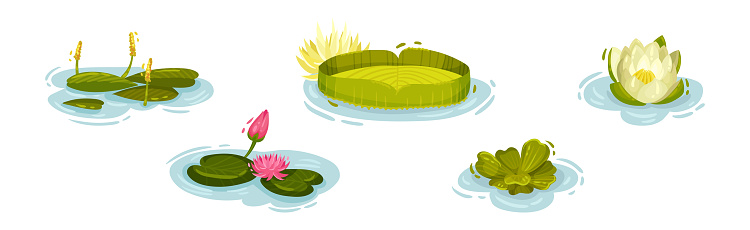 Water and Swamp Plants with Pink Waterlily Flower Vector Set. Marsh Flora and Botany