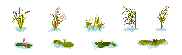 Water and Swamp Plants with Pink Waterlily Flower Vector Set. Marsh Flora and Botany