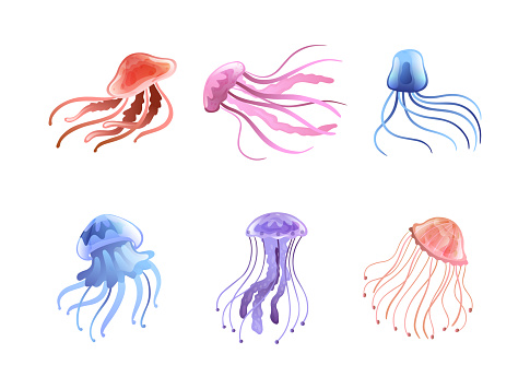 Jellyfish and Sea Jelly as Free-swimming Marine Animal with Umbrella-shaped Bells and Trailing Tentacles Vector Set. Floating Colorful Deep Sea Species Concept