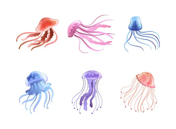 Vector illustration of Jellyfish and Sea Jelly as Free-swimming Marine Animal with Umbrella-shaped Bells and Trailing Tentacles Vector Set
