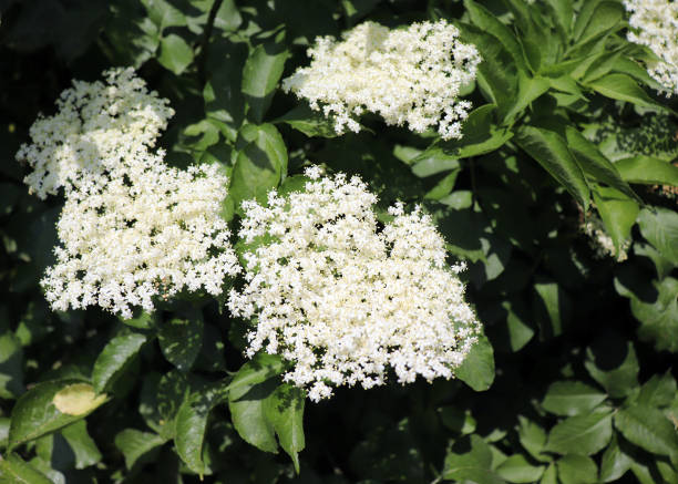 Black sambucus Latin: Sambucus nigra white flowers on a dark green background in a spring garden. Selective focus. Nature concept for design. Elderberry is a leafy shrub widely used in medicine, pharmacy, and food.