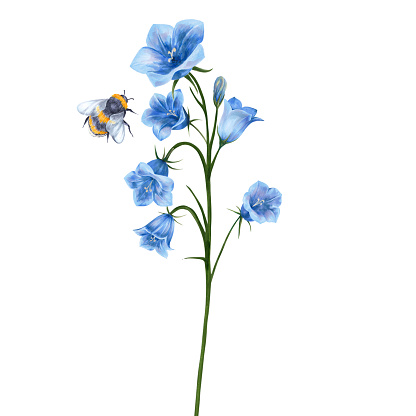Set of blue bell and bumblebee flowers.Watercolor illustration isolated on white background. floral elements and insect. For your design of postcards, invitations, packaging.