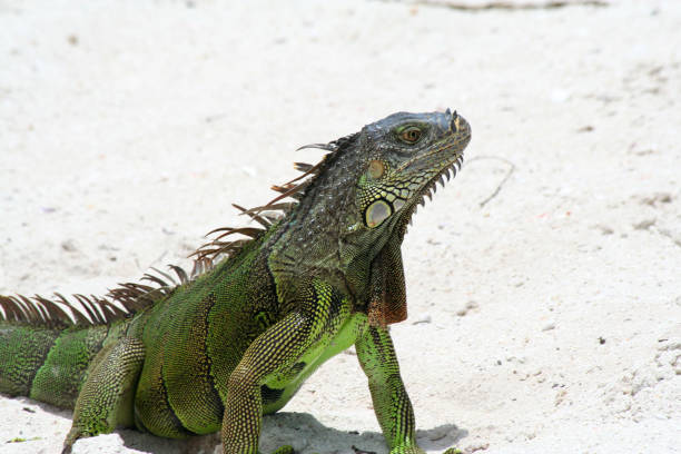 istock Iguana of the Key Islands 1503322128