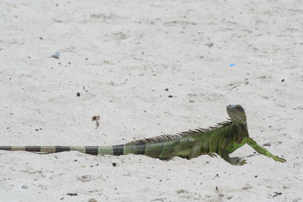 istock Iguana of the Key Islands 1503322149