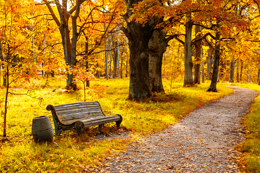 Colorful fallen leaves and benches in the evening