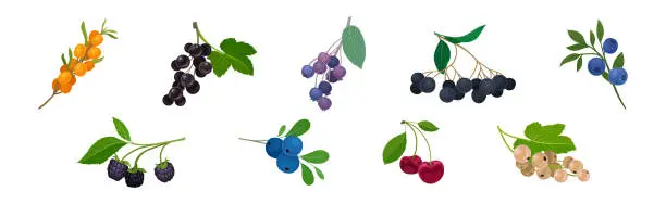 Vector illustration of Ripe and Juicy Garden Berry Twig and Branches with Hanging Fruit Vector Set