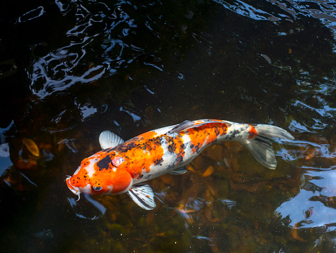 Koi fish, specifically nishikigoi (Cyprinus rubrofuscus), colorful decorative fish in an artificial pond