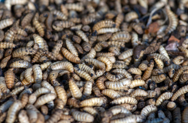 gros plan de larves ou d’asticots de mouches soldats noires (bsf), hermetia illucens fermes d’insectes pour l’alimentation des poissons et des volailles - larve photos et images de collection