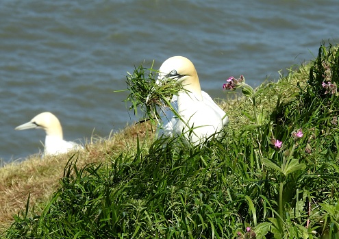 The bird is gathering nesting material from the edge of Bempton Cliffs in East Yorkshire.  There is a second out-of-focus Gannet on the left and a few Red Campion flowers on the right.