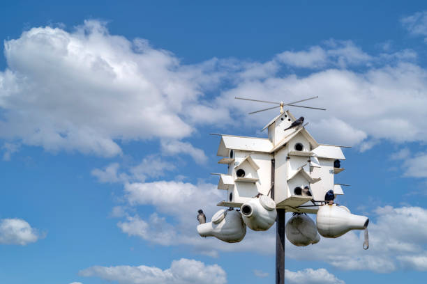 Purple martin birds on their houses. Our Amish neighbors love these birds and these type houses on tall poles are plentiful.