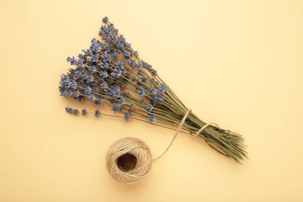 istock Small bouquet of a dried lavender on beige background. 1503325101