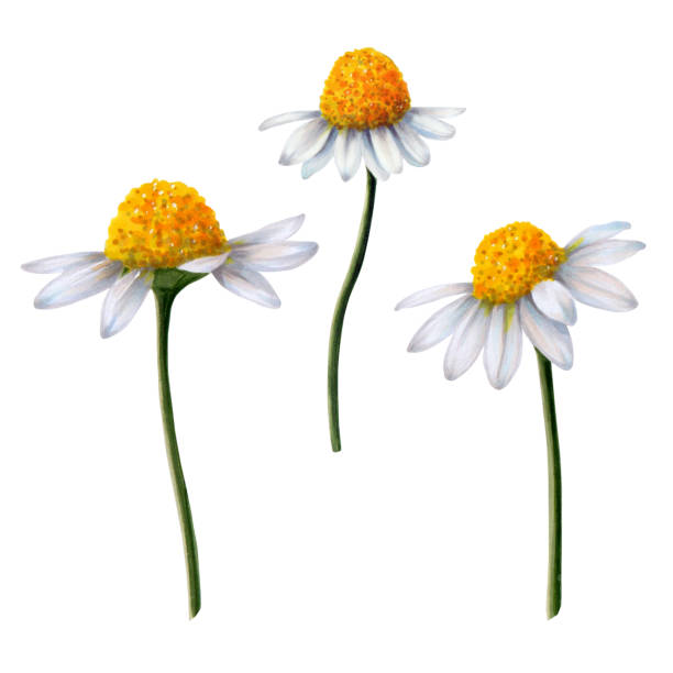 istock Set of chamomile flowers painted in watercolor on white background 1503325469